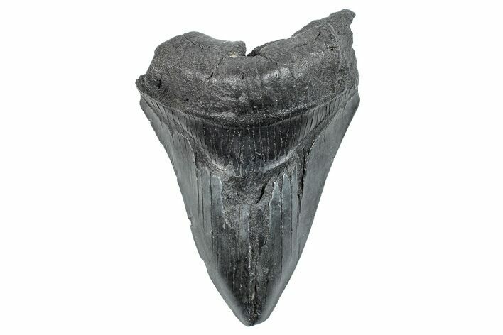 Partial, Fossil Megalodon Tooth - South Carolina #275402